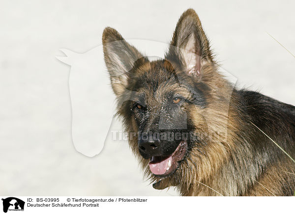 Deutscher Schferhund Portrait / German Shepherd Portrait / BS-03995