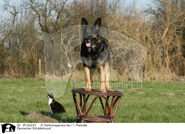 Deutscher Schferhund / German Shepherd / IP-02233