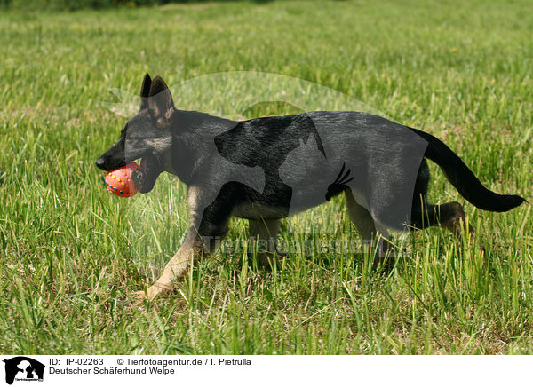 Deutscher Schferhund Welpe / German Shepherd Puppy / IP-02263