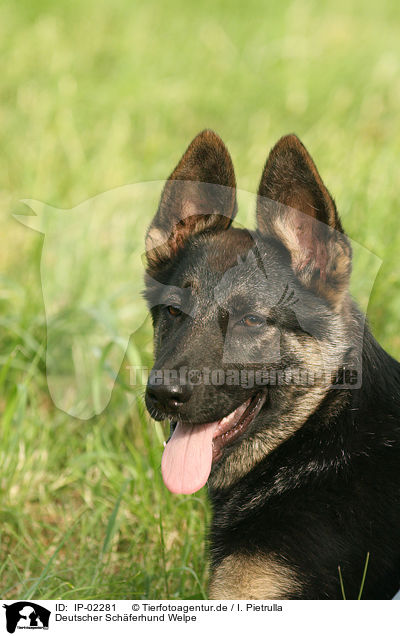 Deutscher Schferhund Welpe / German Shepherd Puppy / IP-02281