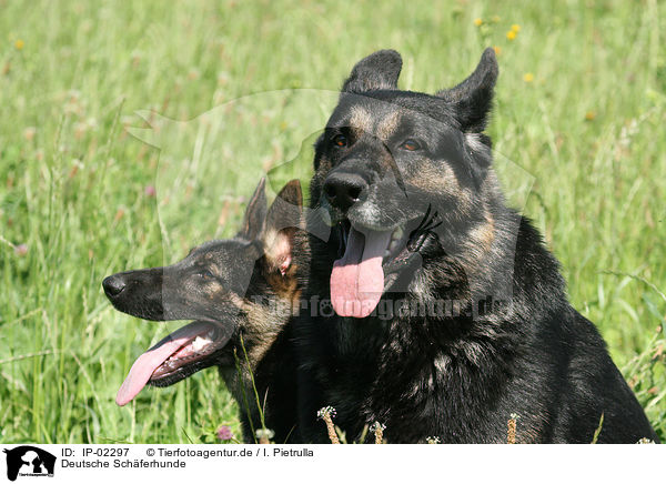 Deutsche Schferhunde / German Shepherds / IP-02297