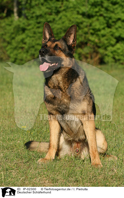Deutscher Schferhund / German Shepherd / IP-02300