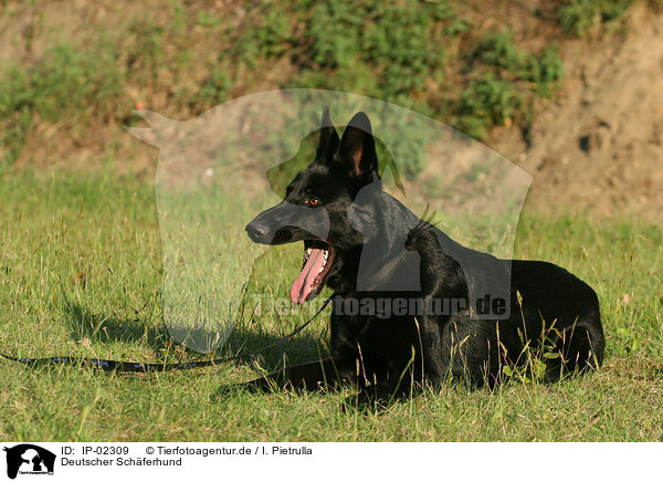 Deutscher Schferhund / German Shepherd / IP-02309