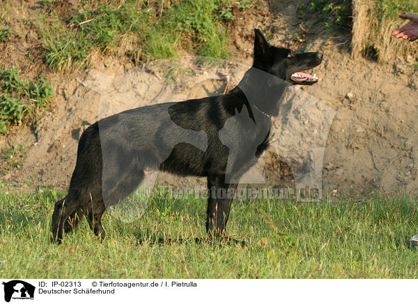 Deutscher Schferhund / German Shepherd / IP-02313