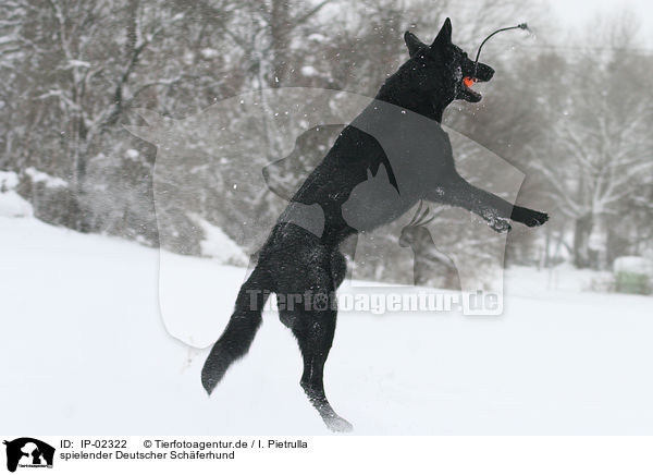 spielender Deutscher Schferhund / playing German Shepherd / IP-02322