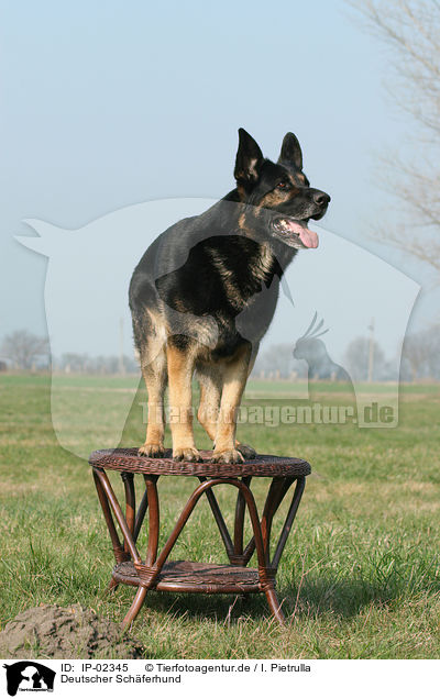 Deutscher Schferhund / German Shepherd / IP-02345