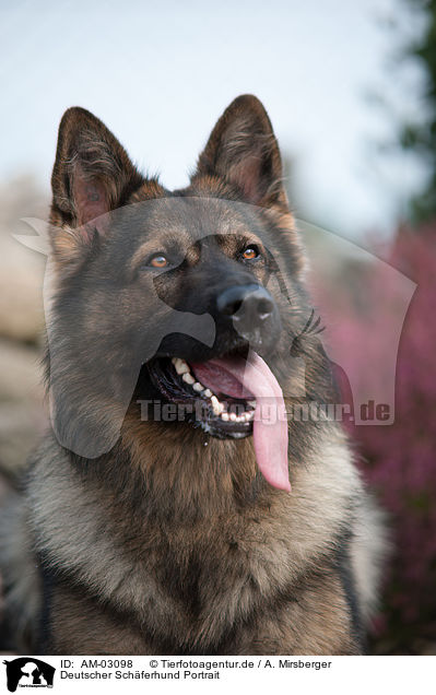 Deutscher Schferhund Portrait / German Shepherd Portrait / AM-03098
