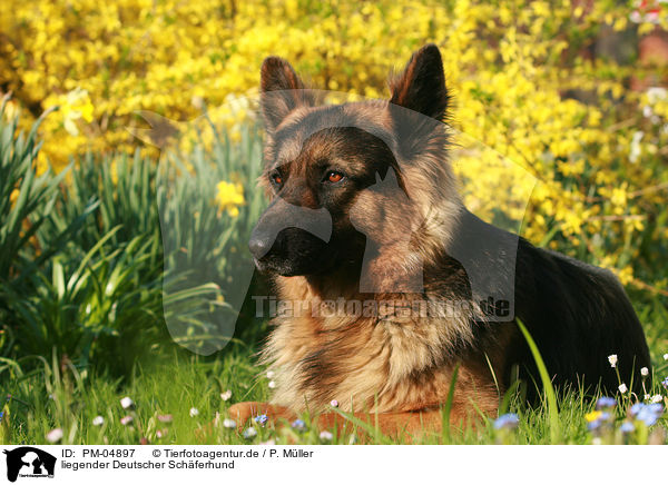 liegender Deutscher Schferhund / lying German Shepherd / PM-04897