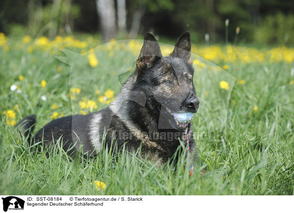 liegender Deutscher Schferhund / lying German Shepherd / SST-08184