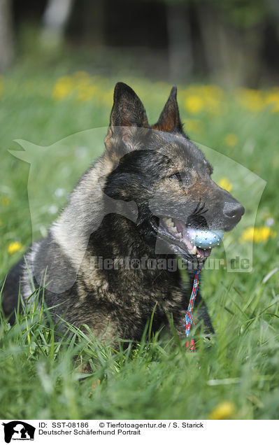 Deutscher Schferhund Portrait / German Shepherd Portrait / SST-08186