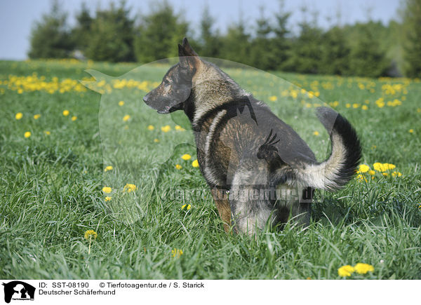 Deutscher Schferhund / German Shepherd / SST-08190