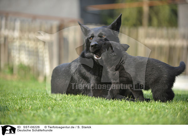 Deutsche Schferhunde / German Shepherds / SST-08226