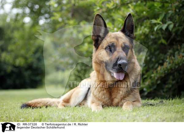 liegender Deutscher Schferhund / lying German Shepherd / RR-37326