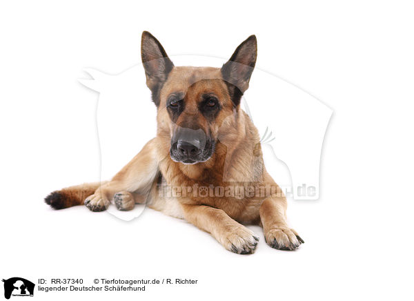 liegender Deutscher Schferhund / lying German Shepherd / RR-37340