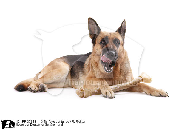 liegender Deutscher Schferhund / lying German Shepherd / RR-37348