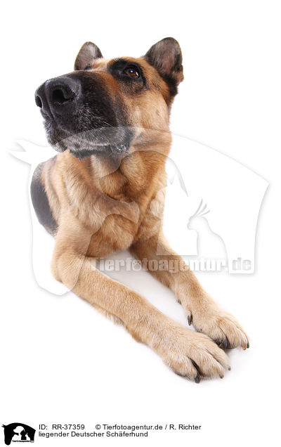 liegender Deutscher Sch�ferhund / lying German Shepherd / RR-37359