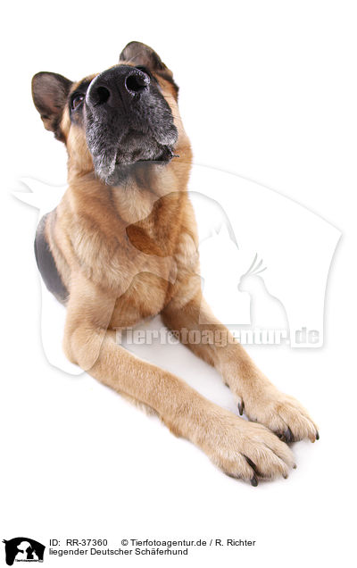 liegender Deutscher Schferhund / lying German Shepherd / RR-37360