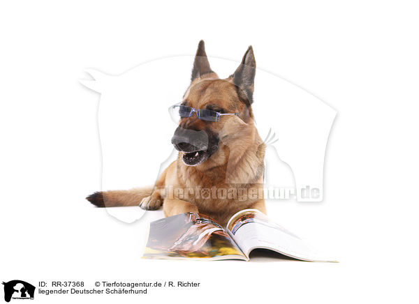 liegender Deutscher Schferhund / lying German Shepherd / RR-37368