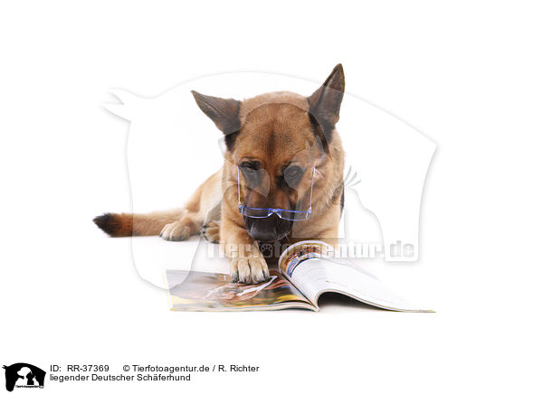 liegender Deutscher Schferhund / RR-37369