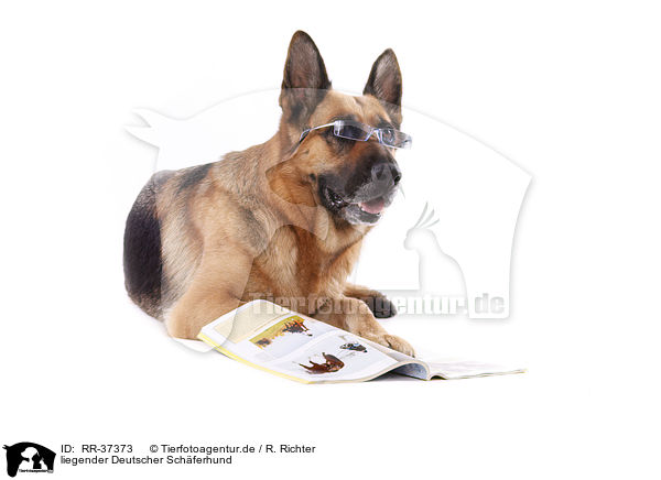 liegender Deutscher Schferhund / lying German Shepherd / RR-37373