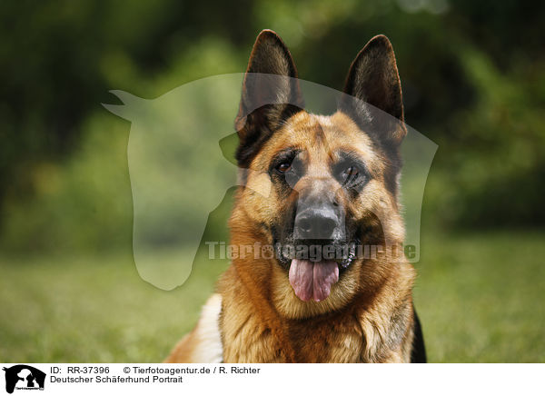 Deutscher Schferhund Portrait / German Shepherd Portrait / RR-37396