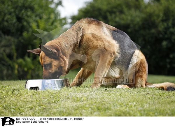 Deutscher Schferhund / German Shepherd / RR-37399