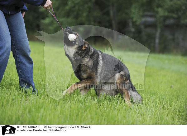spielender Deutscher Schferhund / playing German Shepherd / SST-08415