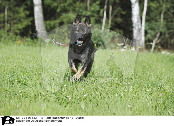 spielender Deutscher Schferhund / playing German Shepherd / SST-08433
