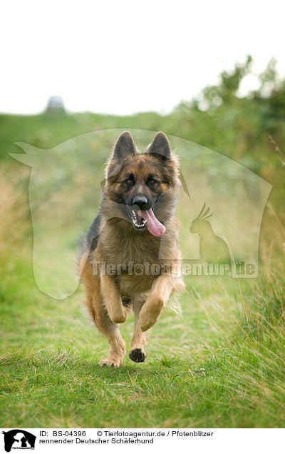 rennender Deutscher Schferhund / running German Shepherd / BS-04396