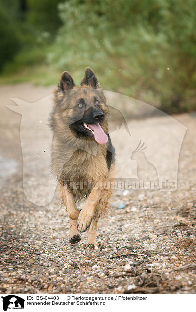 rennender Deutscher Schferhund / running German Shepherd / BS-04403