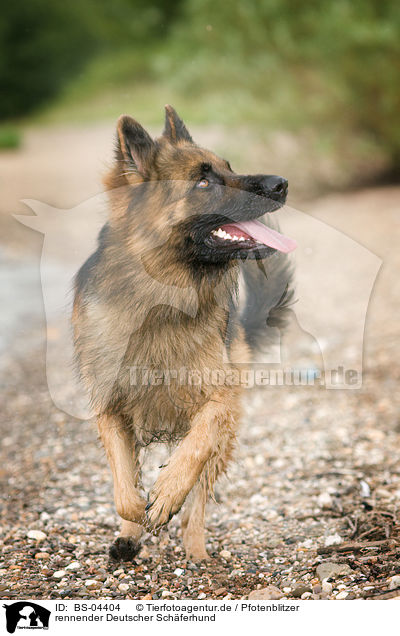 rennender Deutscher Schferhund / running German Shepherd / BS-04404