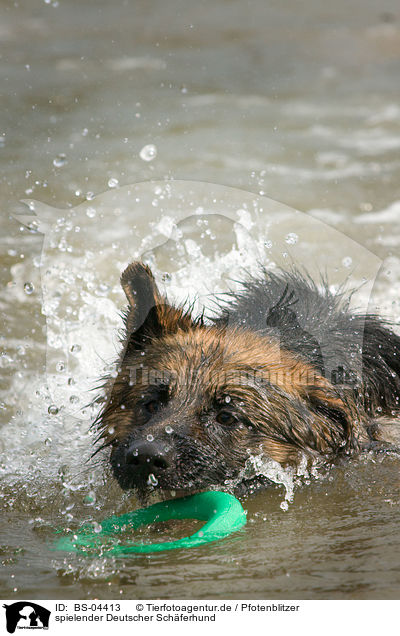 spielender Deutscher Schferhund / playing German Shepherd / BS-04413