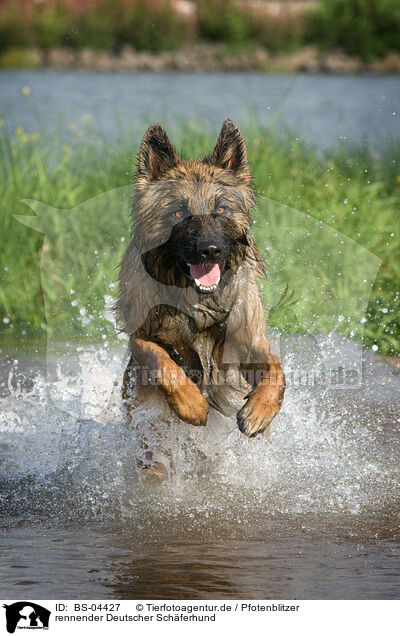 rennender Deutscher Schferhund / running German Shepherd / BS-04427