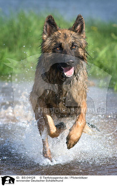 rennender Deutscher Schferhund / running German Shepherd / BS-04428