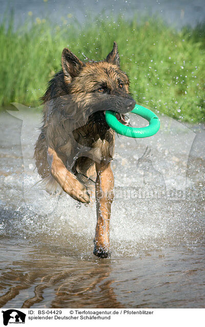 spielender Deutscher Schferhund / playing German Shepherd / BS-04429