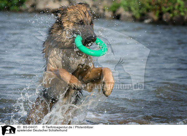 spielender Deutscher Schferhund / playing German Shepherd / BS-04431