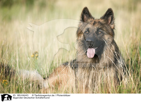 liegender Deutscher Schferhund / lying German Shepherd / BS-04443