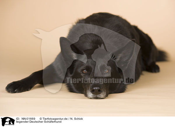 liegender Deutscher Schferhund / lying German Shepherd / NN-01669