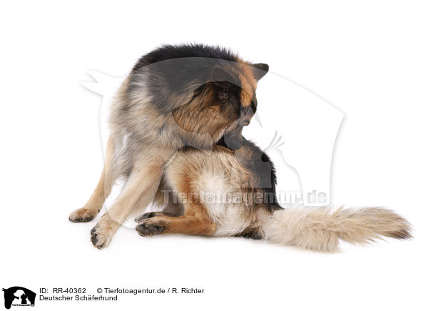 Deutscher Schferhund / German Shepherd / RR-40362