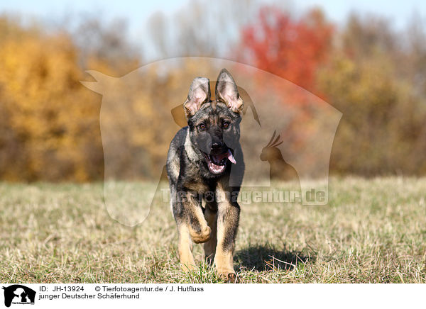 junger Deutscher Schferhund / young German Shepherd / JH-13924