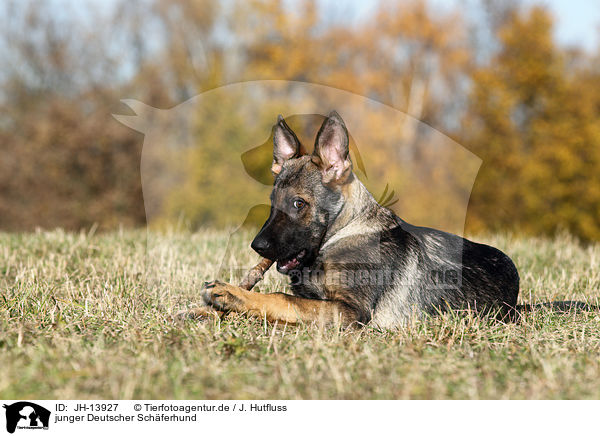 junger Deutscher Schferhund / young German Shepherd / JH-13927