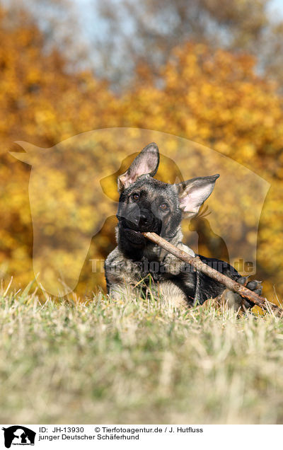 junger Deutscher Schferhund / young German Shepherd / JH-13930