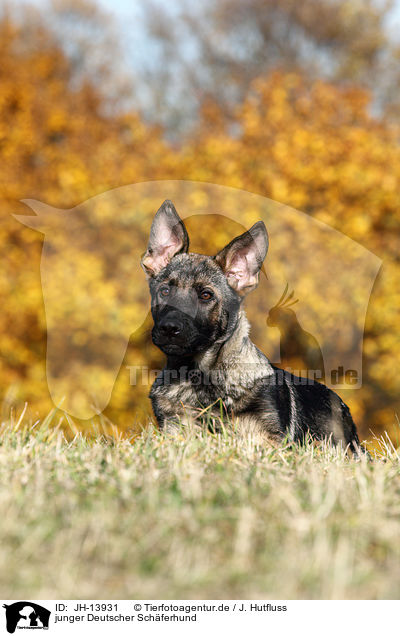 junger Deutscher Schferhund / young German Shepherd / JH-13931