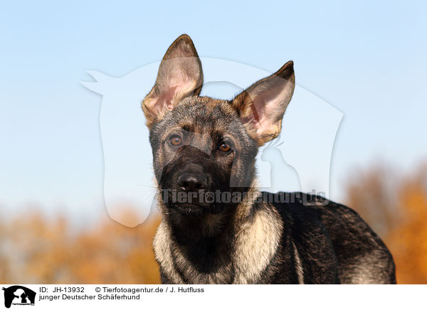 junger Deutscher Schferhund / young German Shepherd / JH-13932