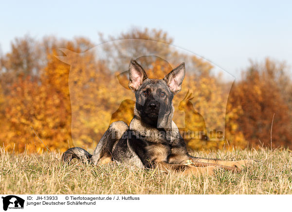 junger Deutscher Schferhund / young German Shepherd / JH-13933