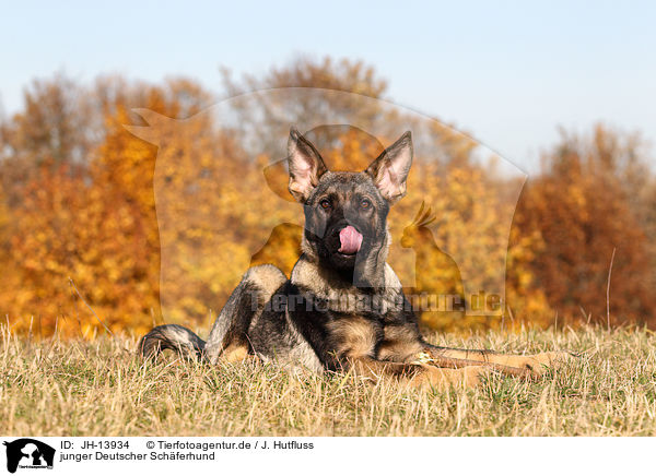 junger Deutscher Schferhund / young German Shepherd / JH-13934