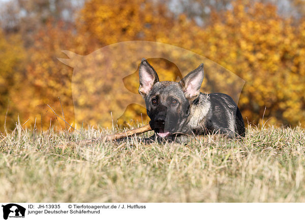 junger Deutscher Schferhund / young German Shepherd / JH-13935