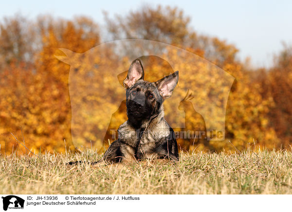 junger Deutscher Schferhund / young German Shepherd / JH-13936