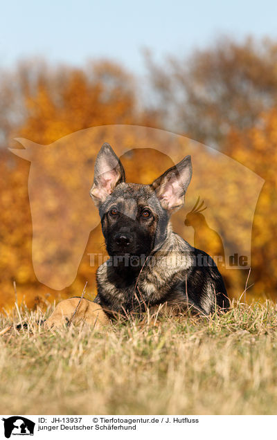 junger Deutscher Schferhund / young German Shepherd / JH-13937