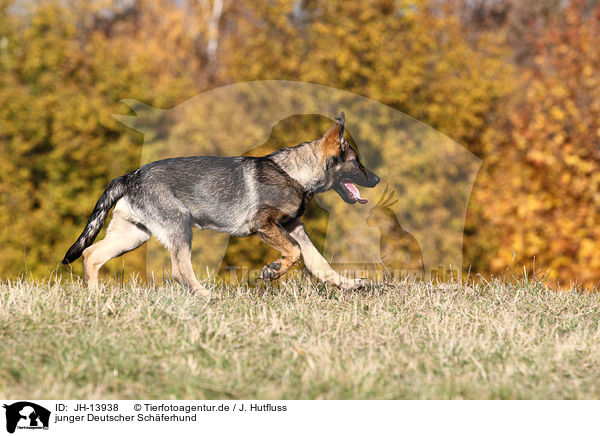 junger Deutscher Schferhund / young German Shepherd / JH-13938
